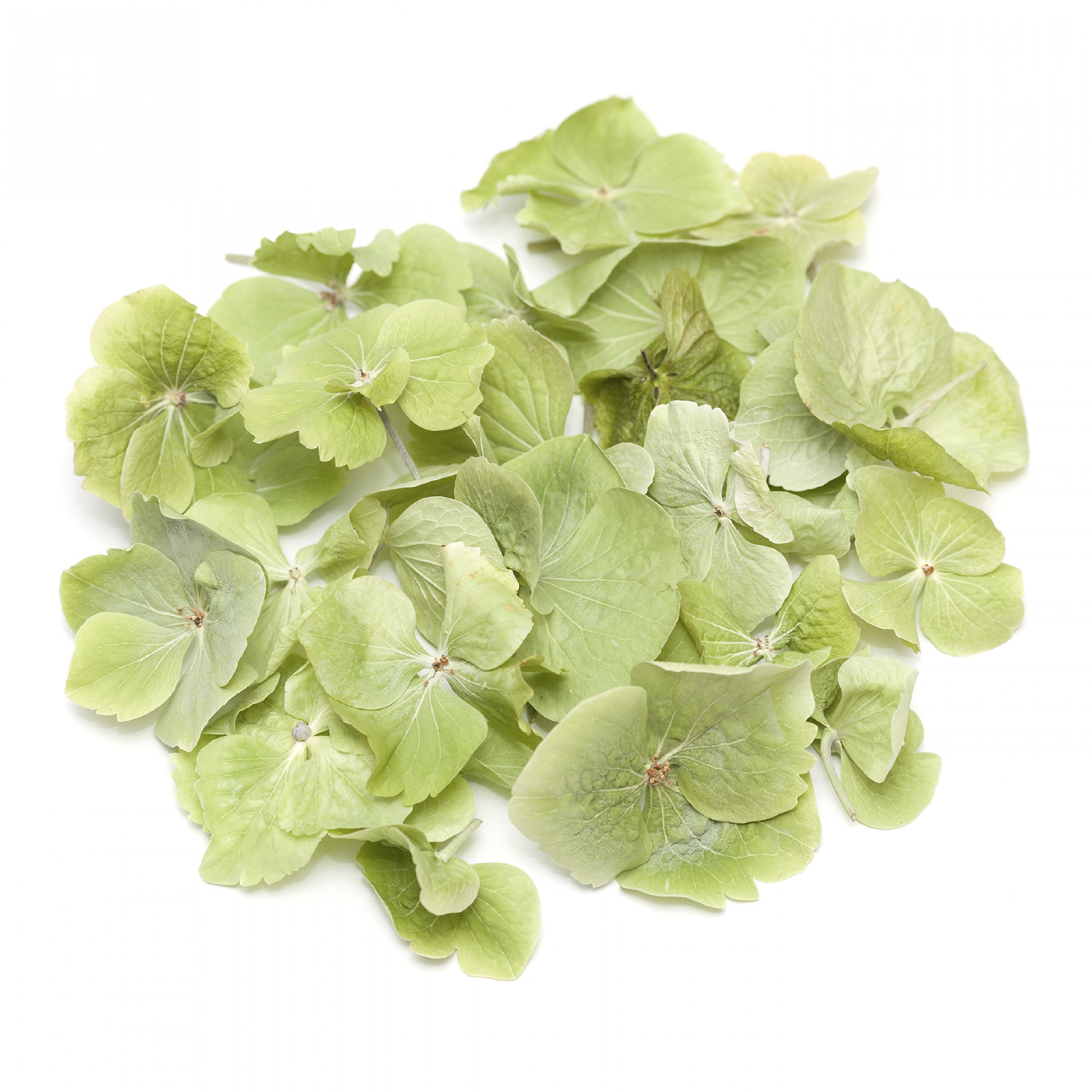 Green Hydrangea Petals